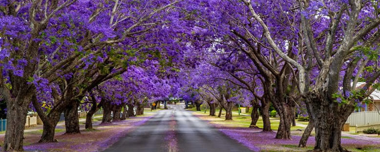 Jacaranda Ağaçları - Johannesburg