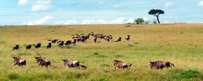 Antilopların Göçü - Maasai Mara