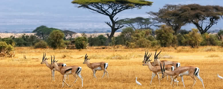 Antiloplar - Botswana