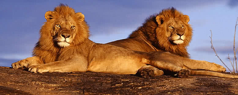 Aslanlar - Masai Mara