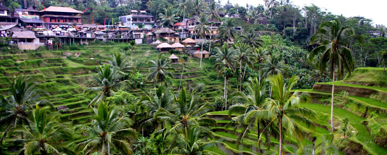 Pirinç Tarlaları - Bali