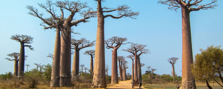 Baobab Ağaçları - Morondava