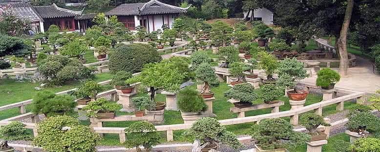 Bonsai Bahçeleri - Suzhou