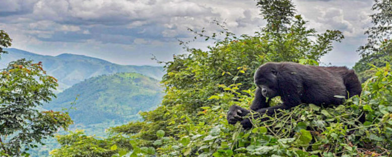 Bwindi'de Safari - Uganda