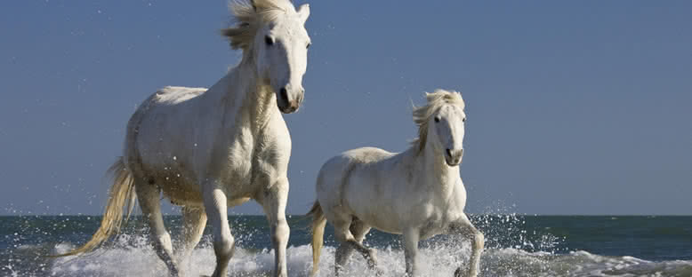 Camargue Atları - Camargue
