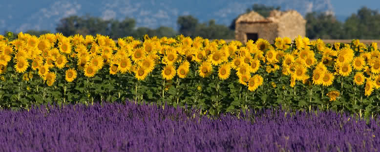 Çiçek Tarlaları - Aix En Provence