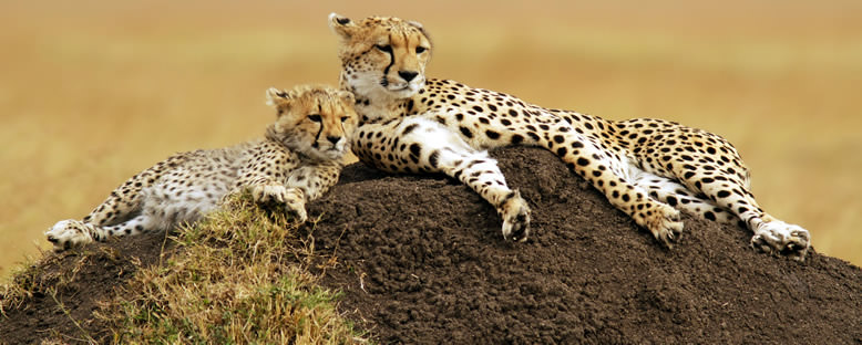 Çita Ailesi - Maasai Mara