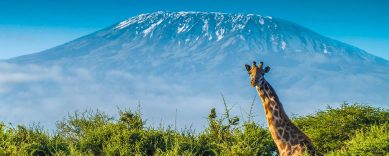 Dağ Manzarası - Kilimanjaro