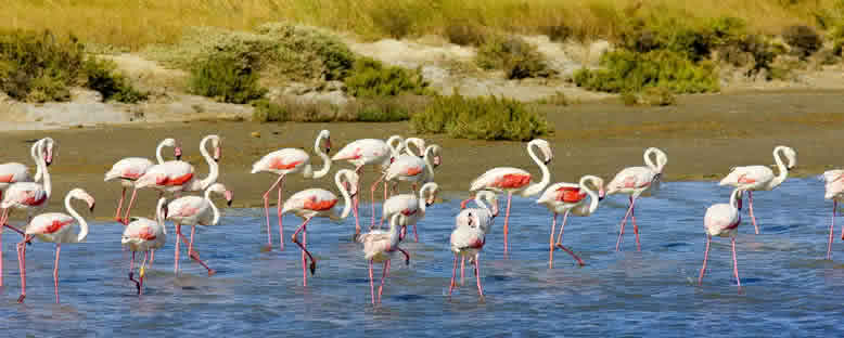 Doğa Parkı - Camargue