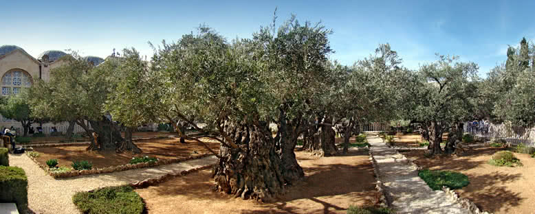 Gethsemane Bahçesi - Kudüs