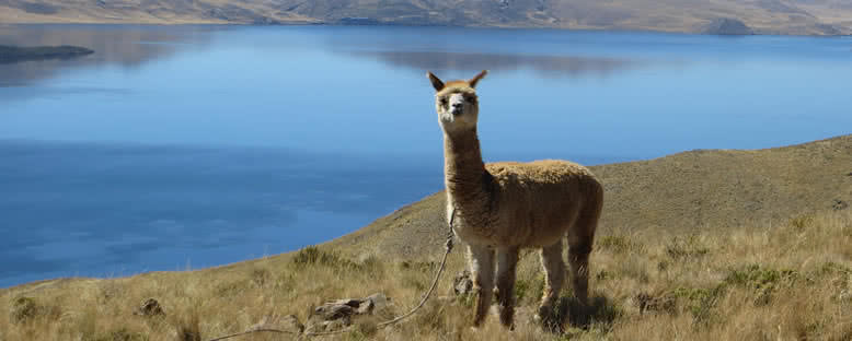 Göl Kıyısında Lama - Puno