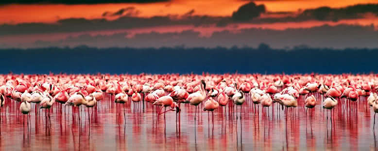 Gün Batımı - Nakuru Gölü
