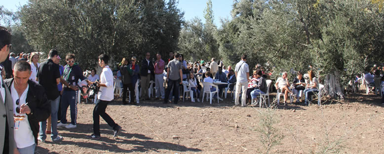 Hasat Alanları - Ayvalık Zeytin Hasadı Günleri