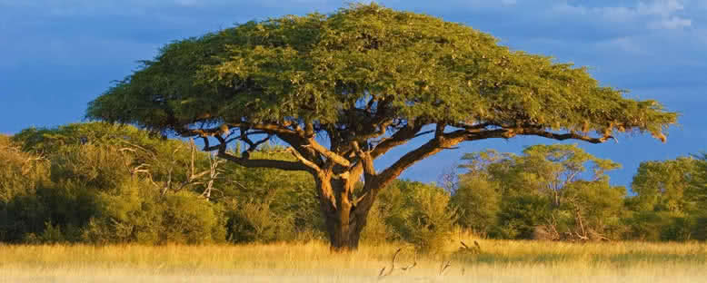 Hwange Ulusal Parkı'nda Akasya Ağacı - Zimbabwe