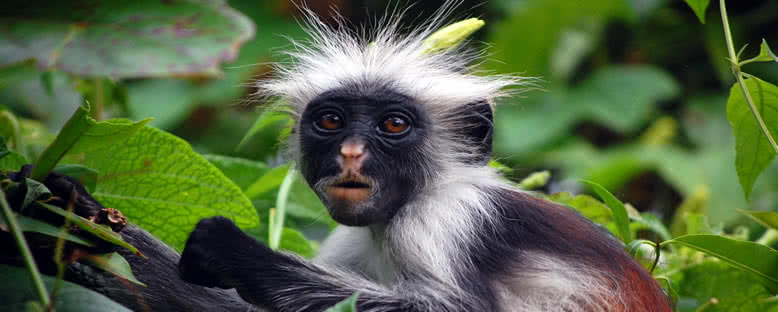 Jozani Ormanı Maymunları - Zanzibar