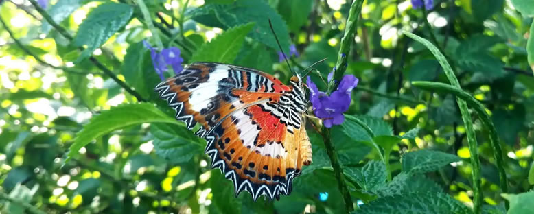 Kelebek Parkı - Ubud