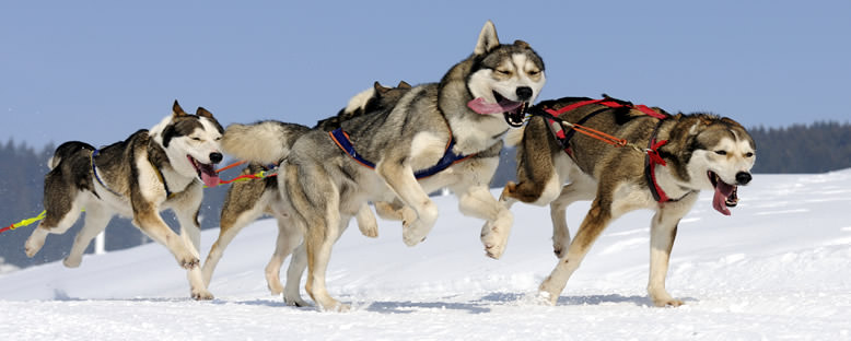 Kızak Köpekleri - Finlandiya