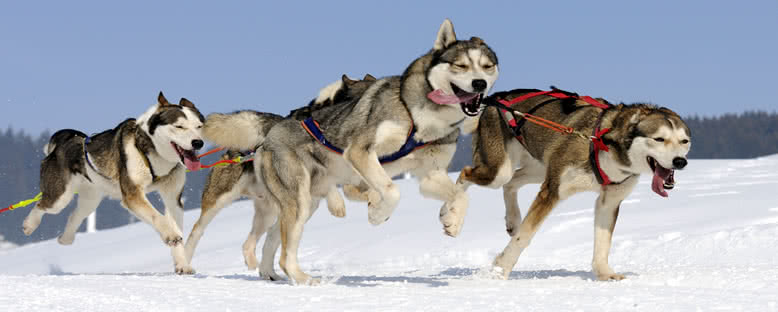 Kızak Köpekleri - Rovaniemi