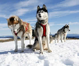 Lapland Turları