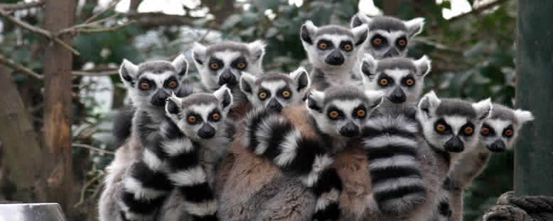 Lemur Ailesi - Darıca Faruk Yalçın Hayvanat Bahçesi