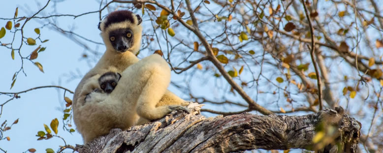 Lemurlar - Kirindy Doğal Yaşam Parkı