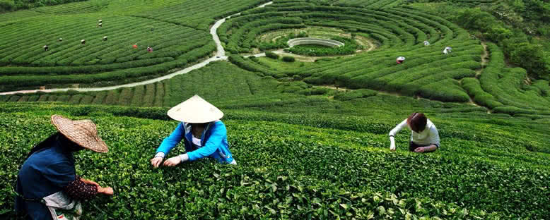 Longjing Çayı Tarlaları - Hangzhou