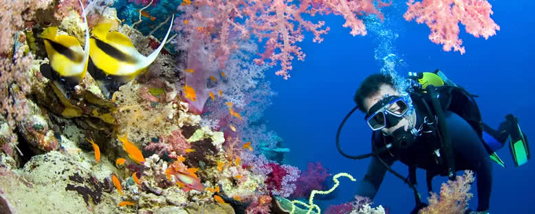 Mercan Resiflerine Dalış - Sharm El Sheikh
