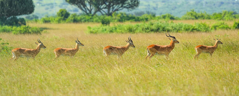 Milli Parkta Safari - Uganda