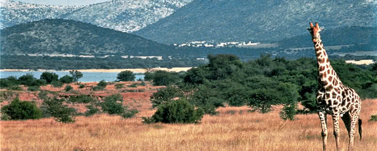 Orman ve Zürafa - Pilanesberg Ulusal Parkı