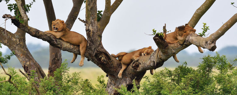 Safari Manzaraları - Uganda