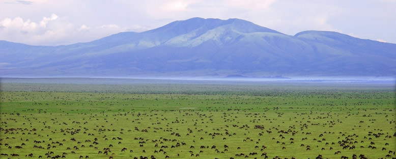 Serengeti Düzlükleri - Tanzanya