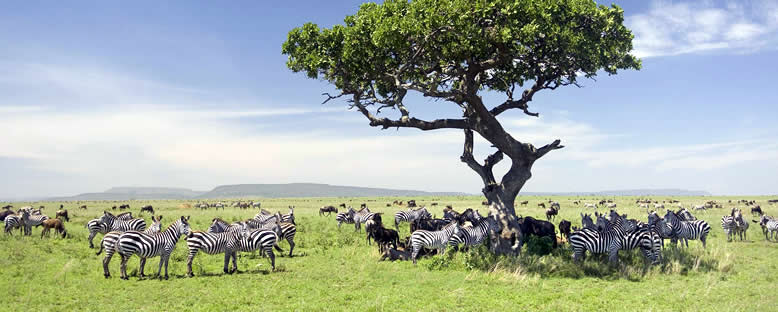 Serengeti Sakinleri - Tanzanya
