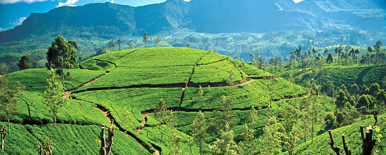 Çay Tarlaları - Kandy