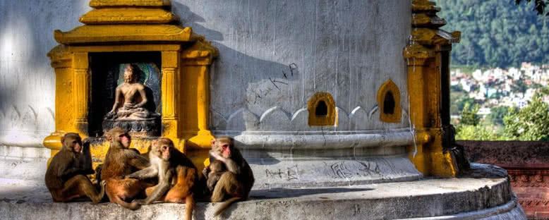 Swayambunath Tapınağı Maymunları - Katmandu