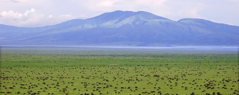 Serengeti Düzlükleri - Tanzanya