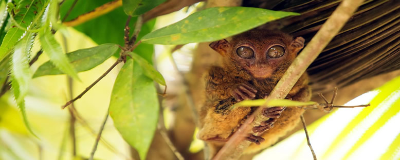 Tarsier Maymunları - Bohol