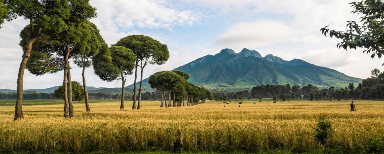 Volkanlar Milli Parkı  Manzarası - Ruanda