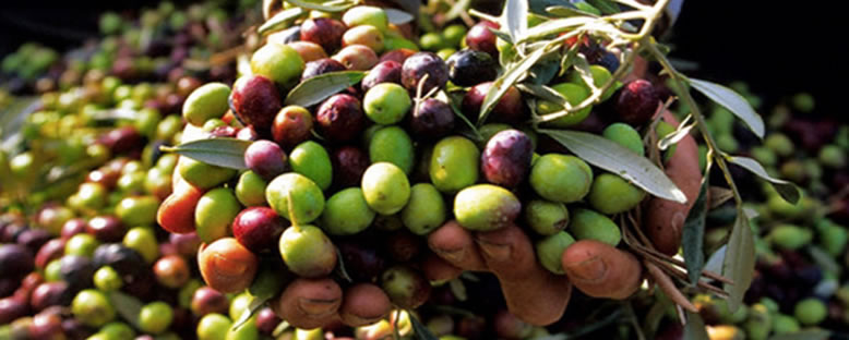 Yeni Toplanmış Zeytin - Ayvalık Zeytin Hasadı Günleri