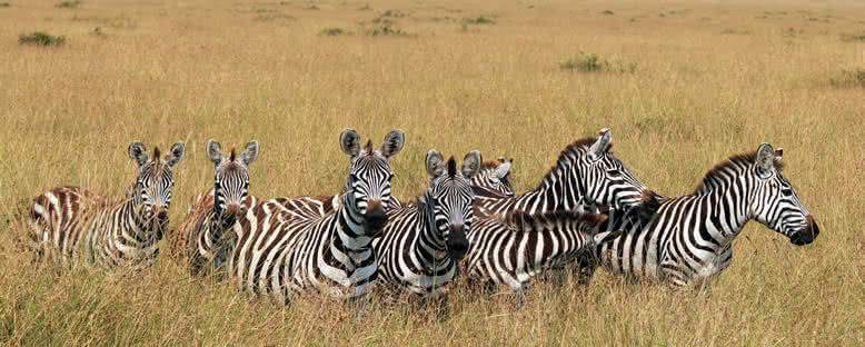 Zebralar - Maasai Mara