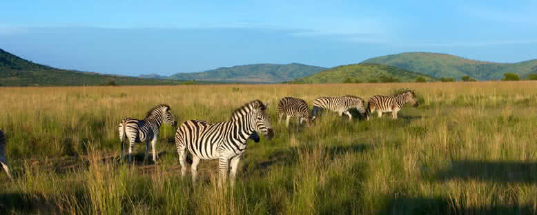 Zebralar - Pilanesberg
